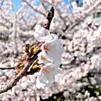 福乃鶴 ふくのつる 占い 鑑定 サクラ 七瀬