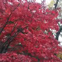 福乃鶴 ふくのつる 占い 鑑定 サクラ 米谷